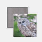 Geist der Eule Magnet (Vorderseite/Rückseite)