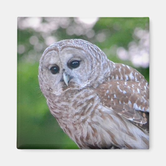 Geist der Eule Magnet (Vorne)