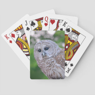 Geist der Eule Spielkarten