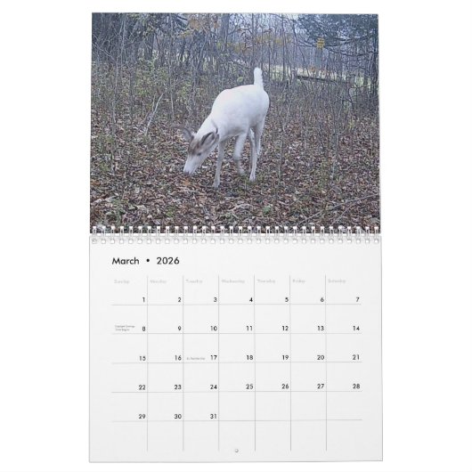 Geist des Waldes: Das Weiße Hirsch Kalender (Mär 2026)