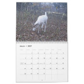Geist des Waldes: Das Weiße Hirsch Kalender (Mär 2027)
