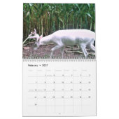 Geist des Waldes: Das Weiße Hirsch Kalender (Feb 2027)