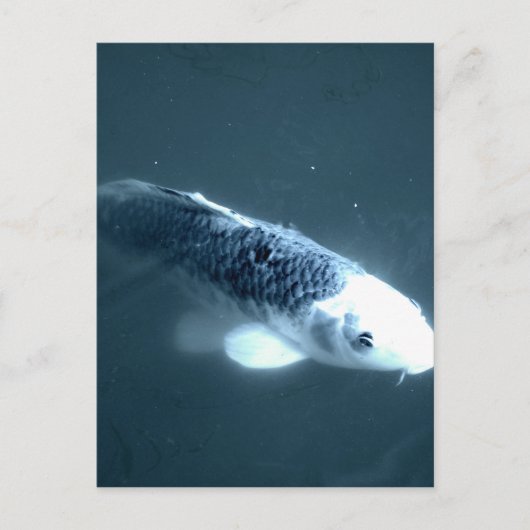 ‚Geisterfisch‘ Postkarte (Vorderseite)