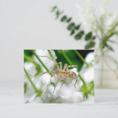 Geisterspinne (Anyphaenid) Postkarte (Stehend Vorderseite)