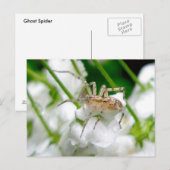 Geisterspinne (Anyphaenid) Postkarte (Vorne/Hinten)