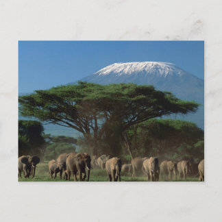 Geistliche des Mt.Kilimanjaro Postkarte