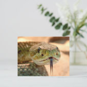 Geklapper-Schlange Postkarte (Stehend Vorderseite)