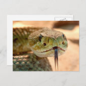 Geklapper-Schlange Postkarte (Vorne/Hinten)