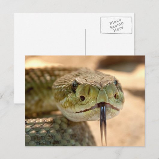 Geklapper-Schlange Postkarte (Vorne/Hinten)