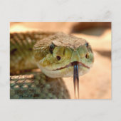 Geklapper-Schlange Postkarte (Vorderseite)