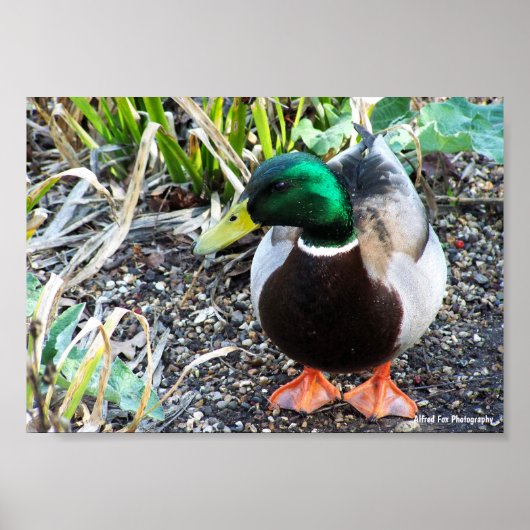 Gekleidet um zu beeindrucken poster (Vorne)