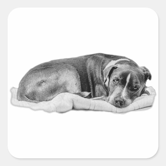 geknacktes Pup mit Anspruchswert Quadratischer Aufkleber (Vorderseite)