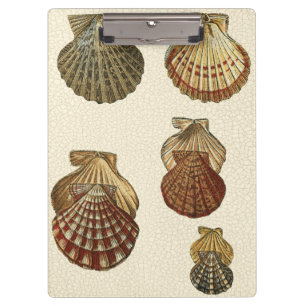 Geknisterte antike Muscheln Klemmbrett