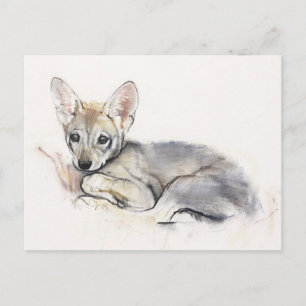 Gekräuselter arabischer Wolf-Welpe 2009 Postkarte