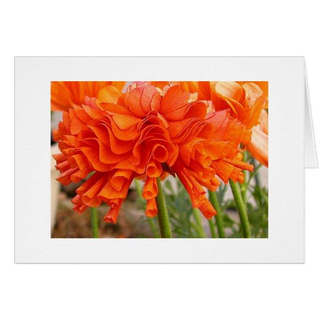 Gekräuselter Ranunculus (Vorderseite (Horizontal))