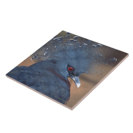 gekrönte Taube Fliese (Seite)