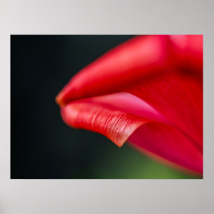 Gekrümmte rote Tulpenblütenblatt-Naturfotografie Poster