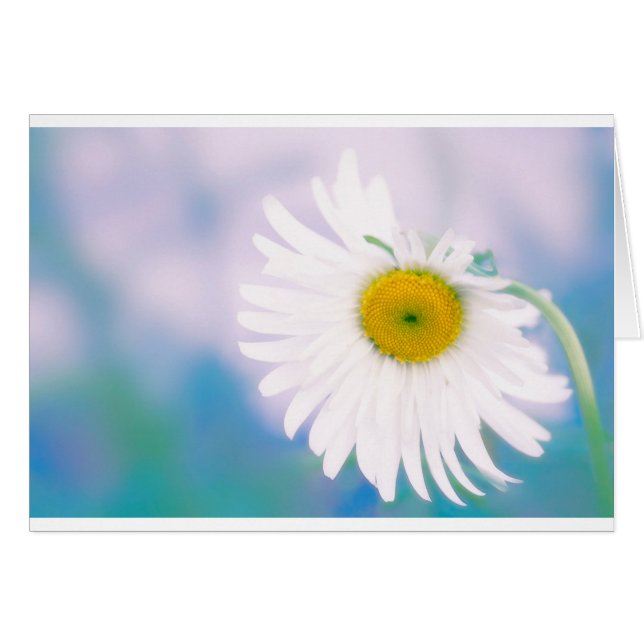 Gekrümmtes Gänseblümchen (Vorderseite (Horizontal))
