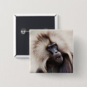 Gelada Baboon, Äthiopien Button (Vorne & Hinten)