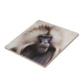 Gelada Baboon, Äthiopien Fliese (Seite)