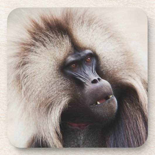 Gelada Baboon, Äthiopien Getränkeuntersetzer (Vorderseite)
