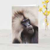 Gelada Baboon, Äthiopien Karte (Gelbe Blume)
