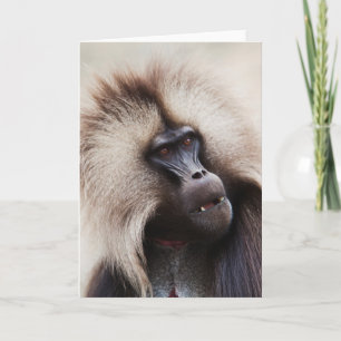 Gelada Baboon, Äthiopien Karte
