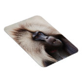 Gelada Baboon, Äthiopien Magnet (Rechte Seite)