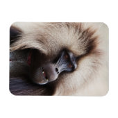 Gelada Baboon, Äthiopien Magnet (Horizontal)