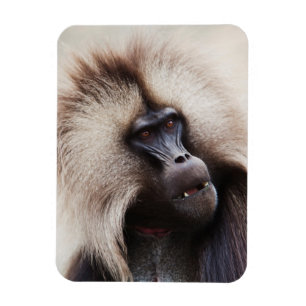 Gelada Baboon, Äthiopien Magnet