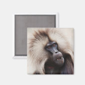 Gelada Baboon, Äthiopien Magnet (Vorderseite/Rückseite)
