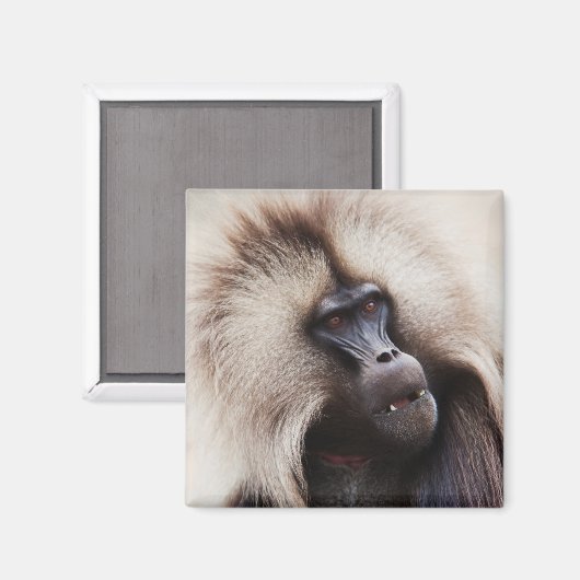 Gelada Baboon, Äthiopien Magnet (Vorderseite/Rückseite)