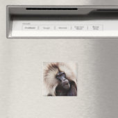 Gelada Baboon, Äthiopien Magnet (In Situ (Geschirrspüler))