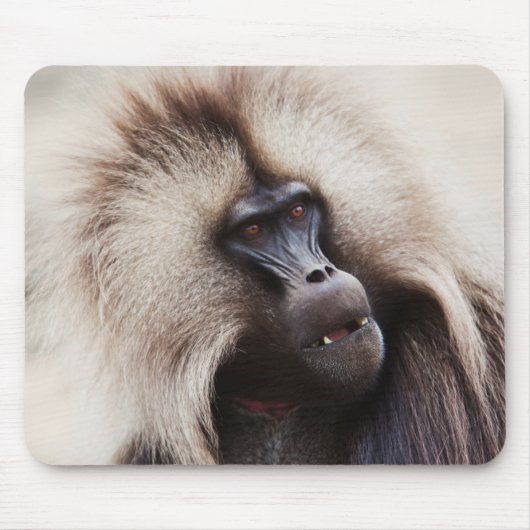 Gelada Baboon, Äthiopien Mousepad (Vorne)
