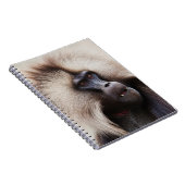 Gelada Baboon, Äthiopien Notizblock (Rechte Seite)