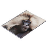 Gelada Baboon, Äthiopien Notizblock (Linke Seite)