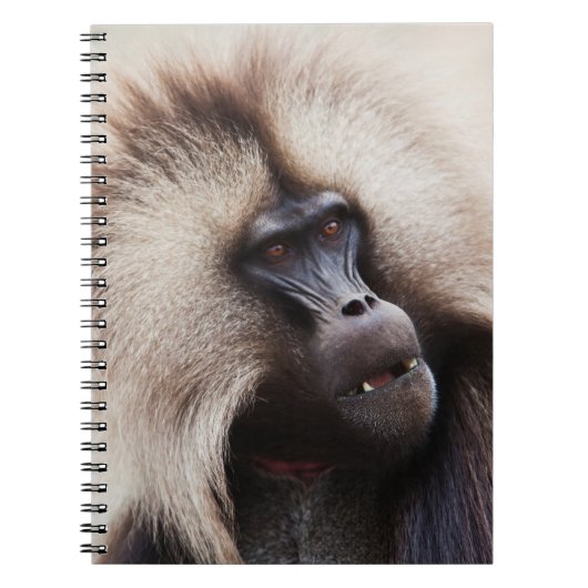 Gelada Baboon, Äthiopien Notizblock (Vorderseite)