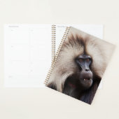 Gelada Baboon, Äthiopien Planer (Anzeige)