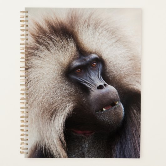 Gelada Baboon, Äthiopien Planer (Vorderseite)