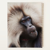 Gelada Baboon, Äthiopien Planer (Rückseite)