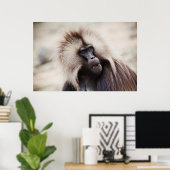 Gelada Baboon, Äthiopien Poster (Heimbüro)