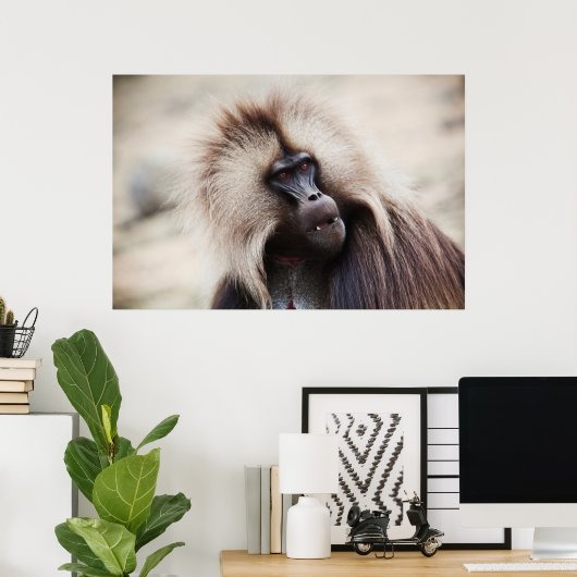 Gelada Baboon, Äthiopien Poster (Heimbüro)