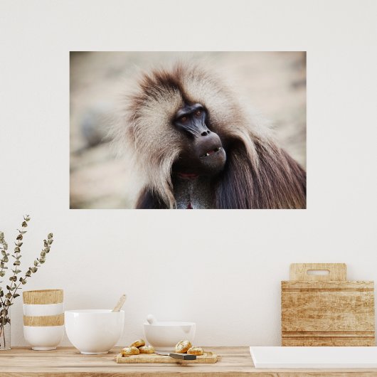 Gelada Baboon, Äthiopien Poster (Küche)