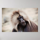 Gelada Baboon, Äthiopien Poster (Vorne)
