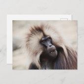 Gelada Baboon, Äthiopien Postkarte (Vorne/Hinten)