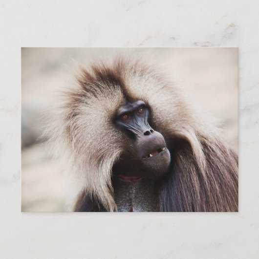 Gelada Baboon, Äthiopien Postkarte (Vorderseite)