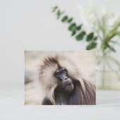 Gelada Baboon, Äthiopien Postkarte (Stehend Vorderseite)
