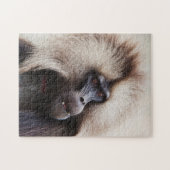 Gelada Baboon, Äthiopien Puzzle (Horizontal)
