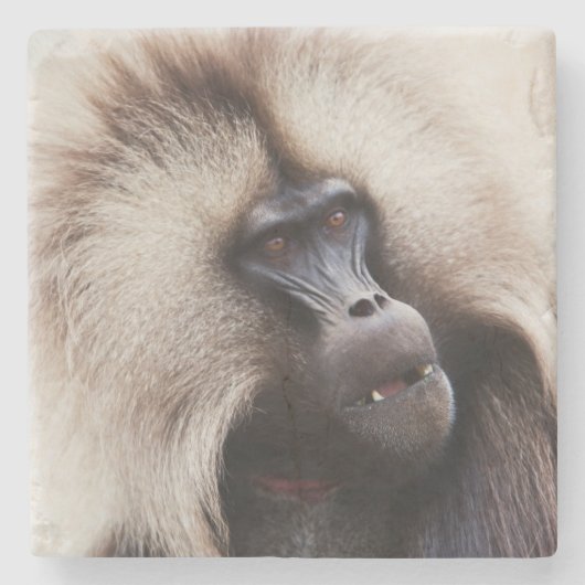 Gelada Baboon, Äthiopien Steinuntersetzer (Vorderseite)