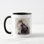 Gelada Baboon, Äthiopien Tasse (Links)